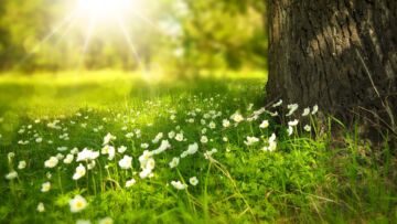 Janowice Wielkie: Program „Naturalnie, w harmonii z naturą”