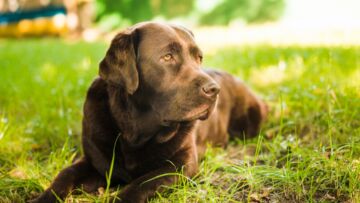 Labrador odnaleziony na terenie Szkoły Podstawowej nr 2 w Jeleniej Górze